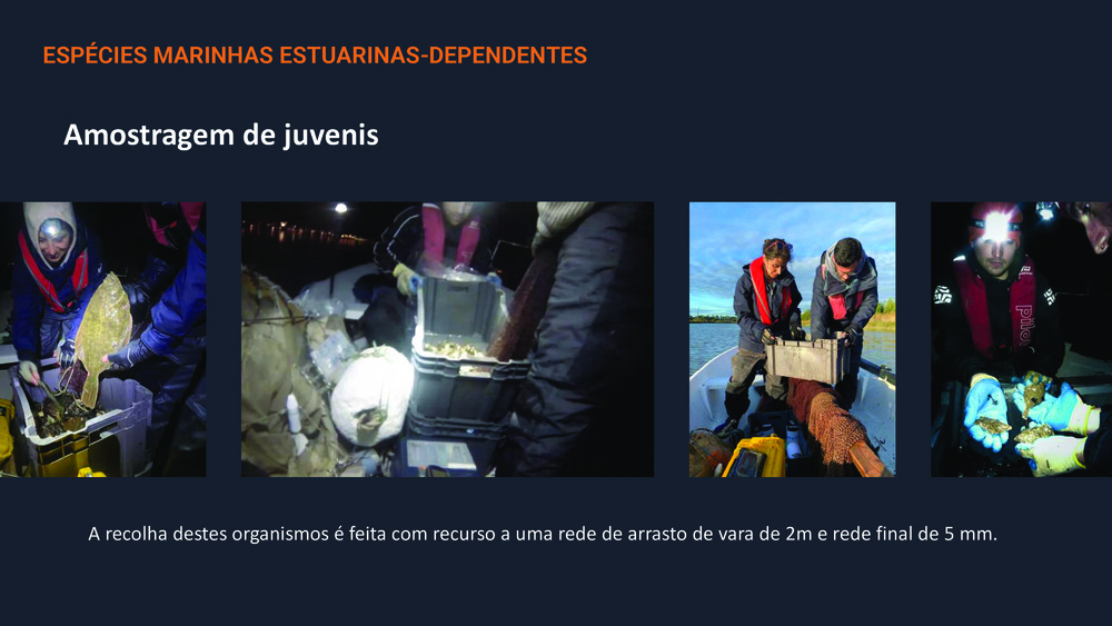 Peixes da Costa Portuguesa_28