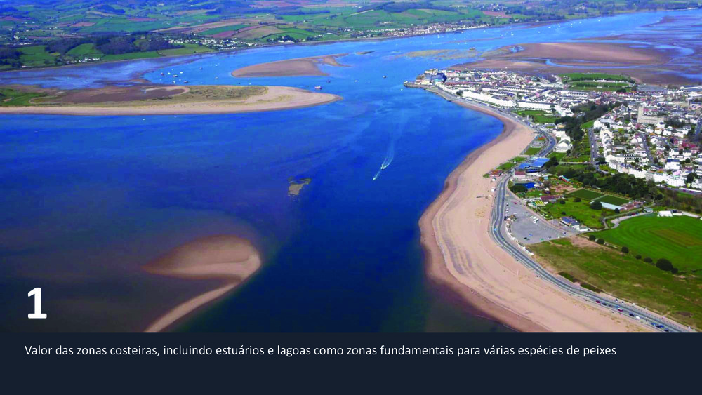 Peixes da Costa Portuguesa_3