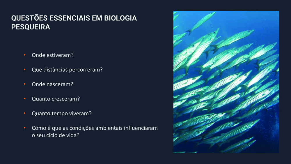 Peixes da Costa Portuguesa_31