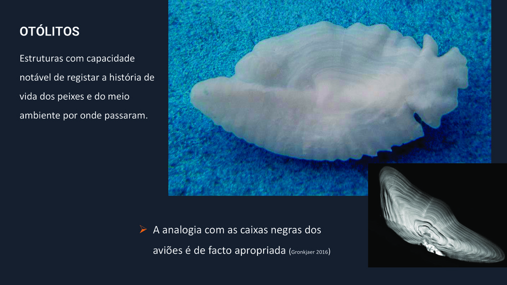 Peixes da Costa Portuguesa_33