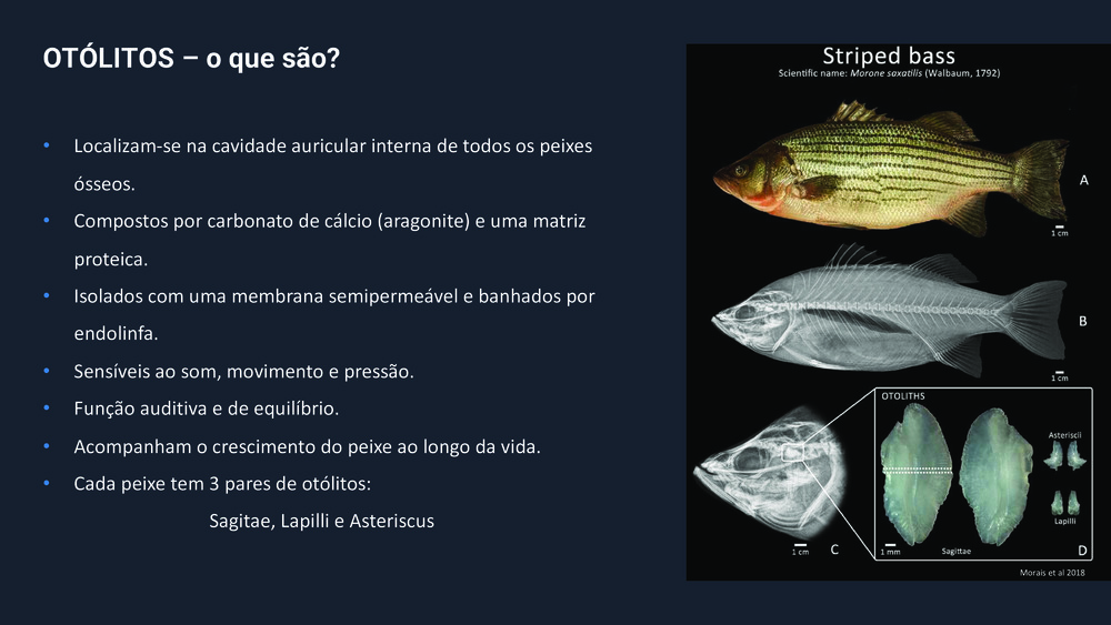 Peixes da Costa Portuguesa_34