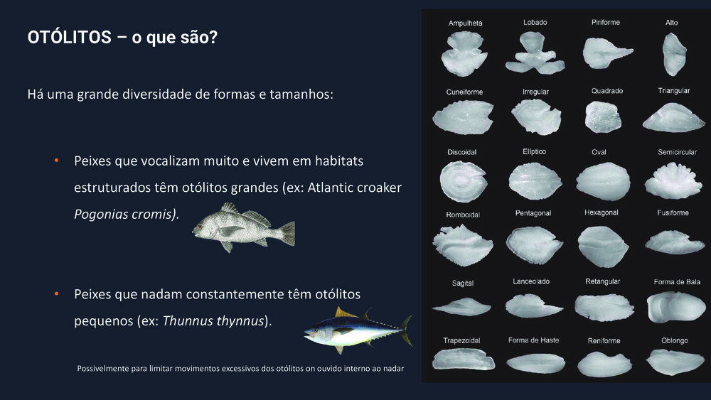 Peixes da Costa Portuguesa_35