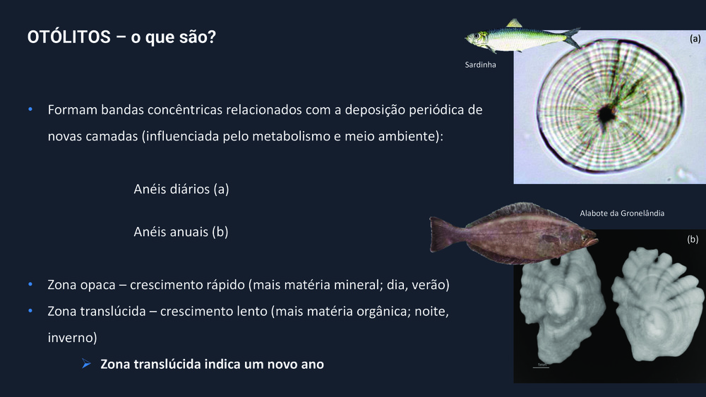Peixes da Costa Portuguesa_36