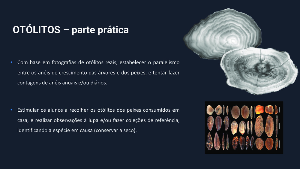 Peixes da Costa Portuguesa_41