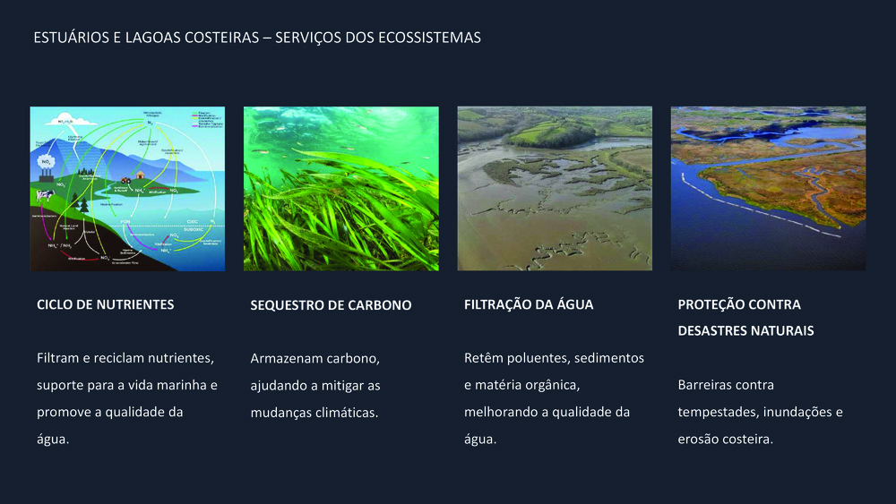 Peixes da Costa Portuguesa_6