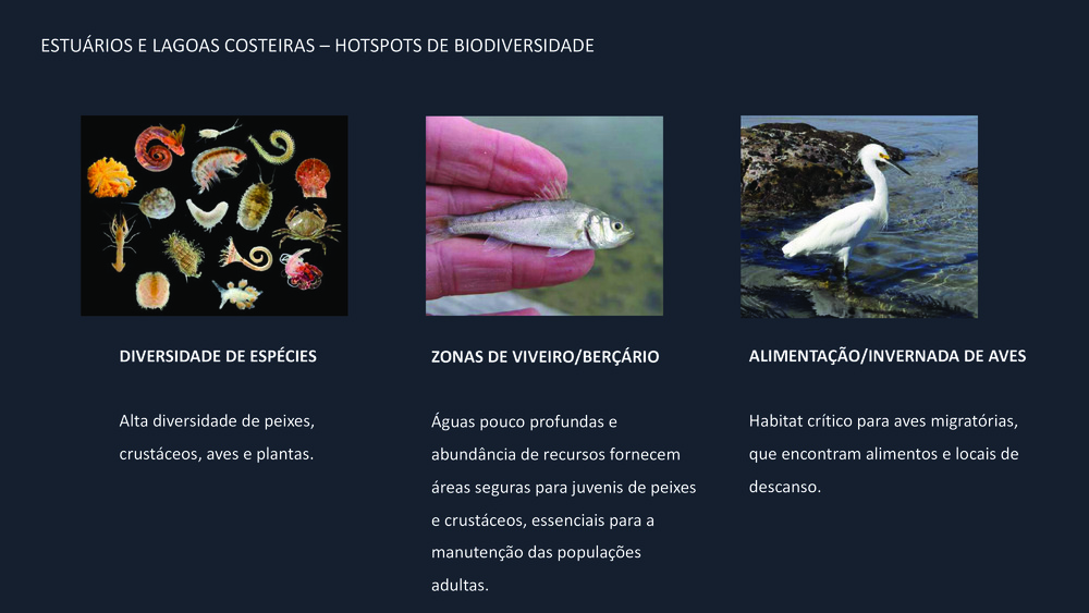 Peixes da Costa Portuguesa_7