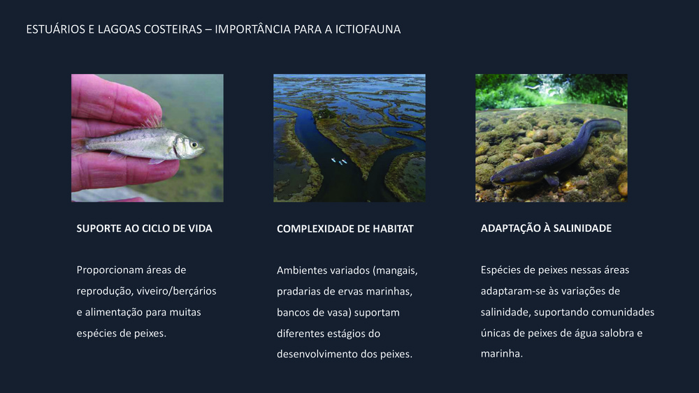 Peixes da Costa Portuguesa_8
