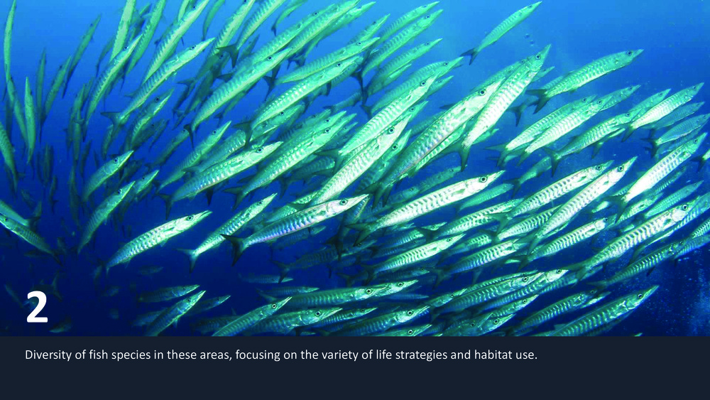 Fishes of the Portuguese Coast - English version _10