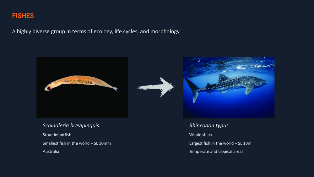 Fishes of the Portuguese Coast - English version _12