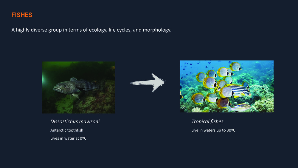 Fishes of the Portuguese Coast - English version _13