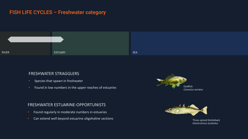 Fishes of the Portuguese Coast - English version _15