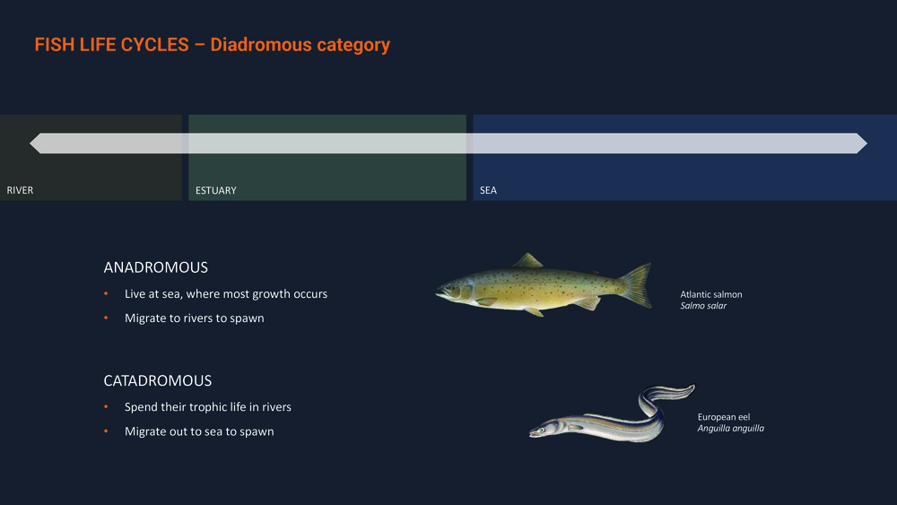 Fishes of the Portuguese Coast - English version _16