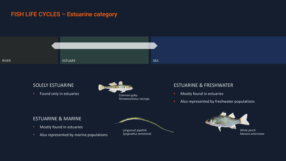 Fishes of the Portuguese Coast - English version _17