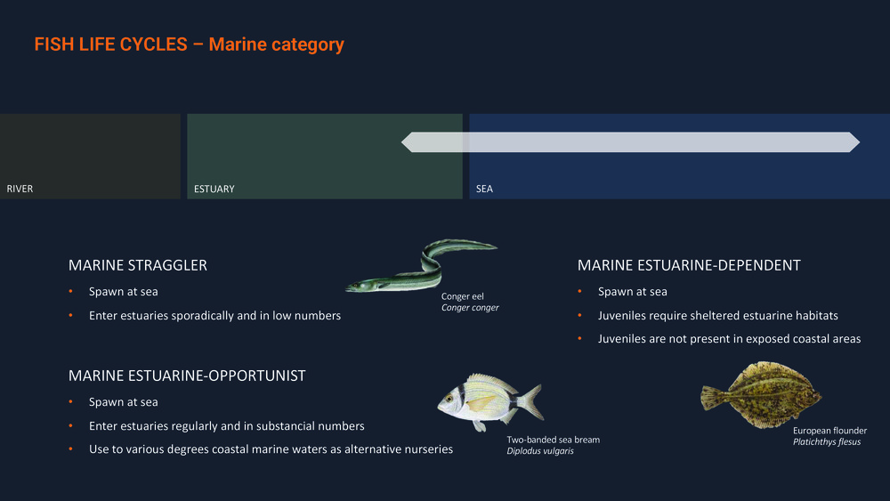 Fishes of the Portuguese Coast - English version _18