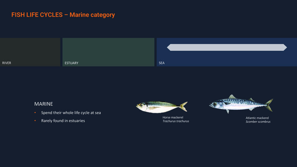 Fishes of the Portuguese Coast - English version _19