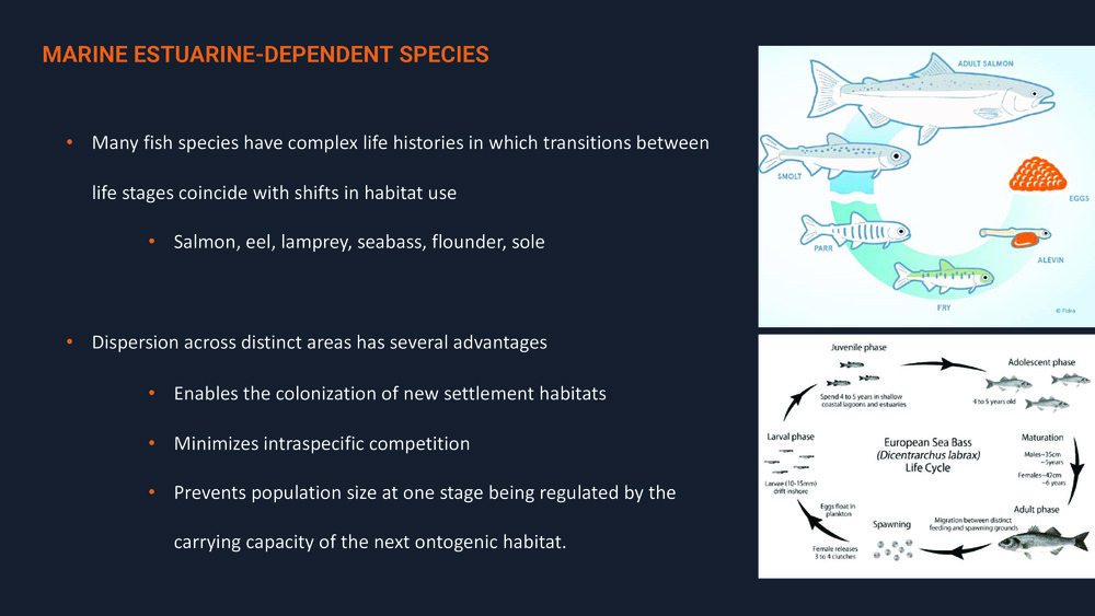 Fishes of the Portuguese Coast - English version _21