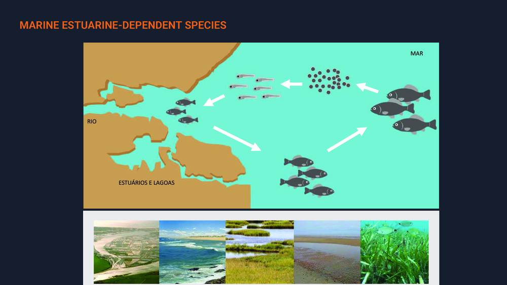 Fishes of the Portuguese Coast - English version _22