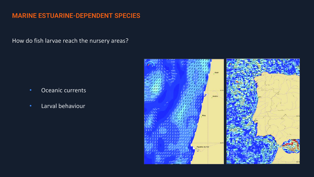 Fishes of the Portuguese Coast - English version _23