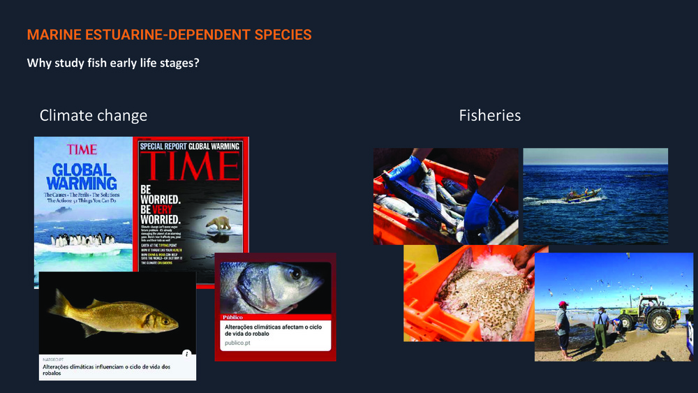 Fishes of the Portuguese Coast - English version _25