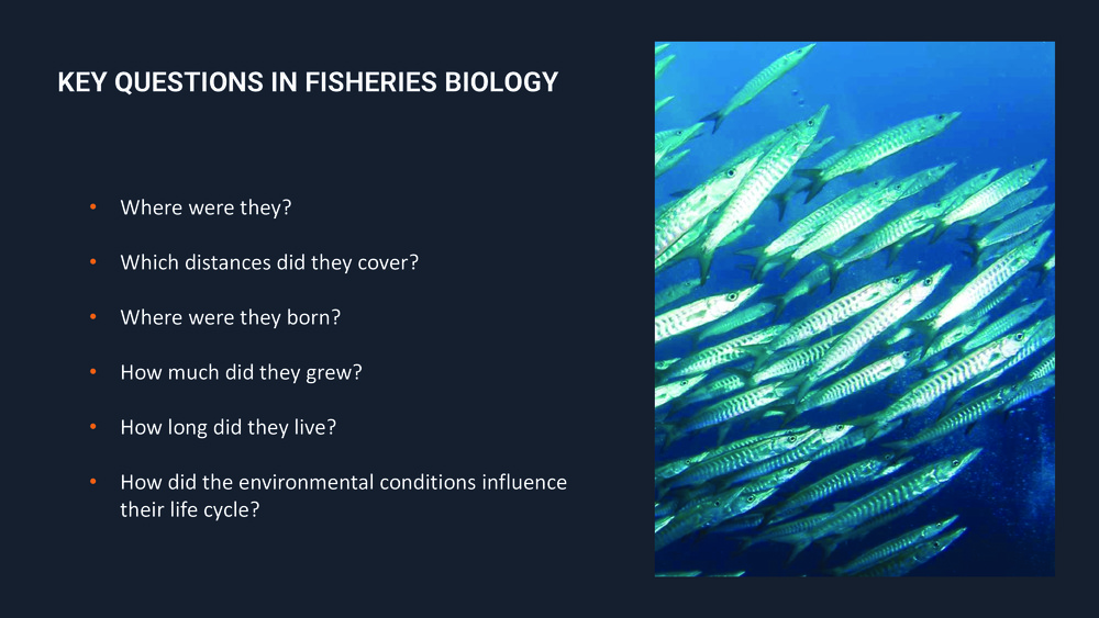 Fishes of the Portuguese Coast - English version _31