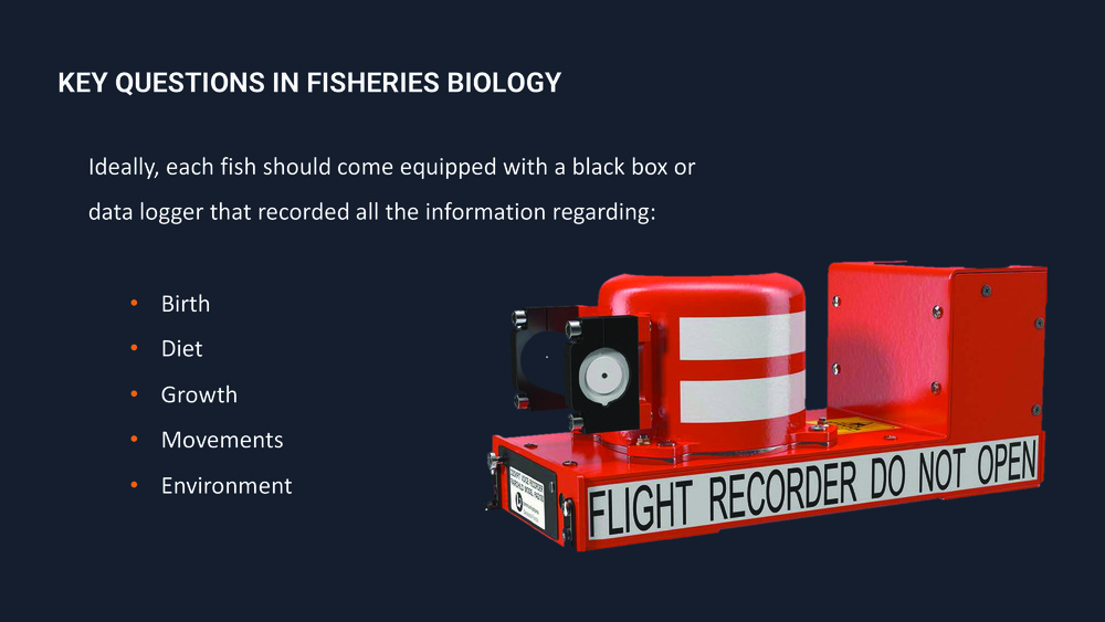 Fishes of the Portuguese Coast - English version _32