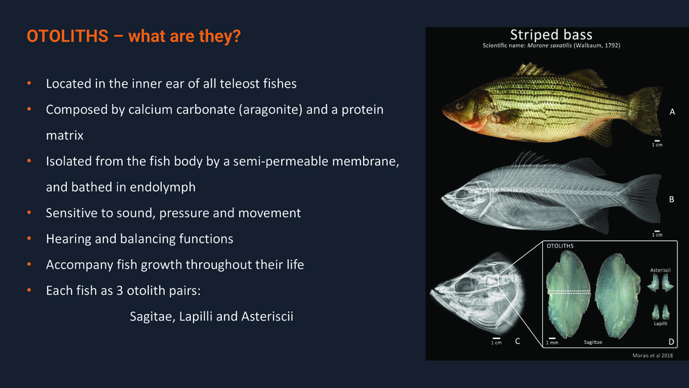 Fishes of the Portuguese Coast - English version _34