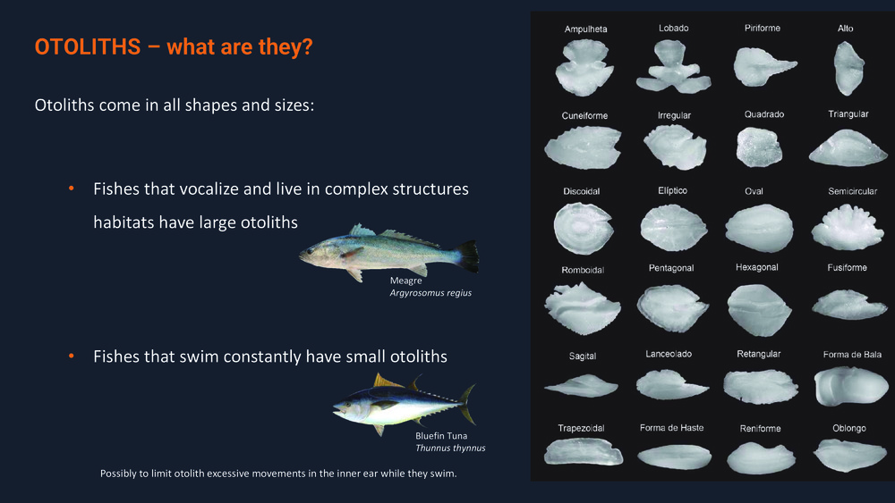 Fishes of the Portuguese Coast - English version _35