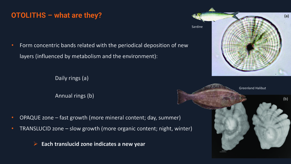 Fishes of the Portuguese Coast - English version _36