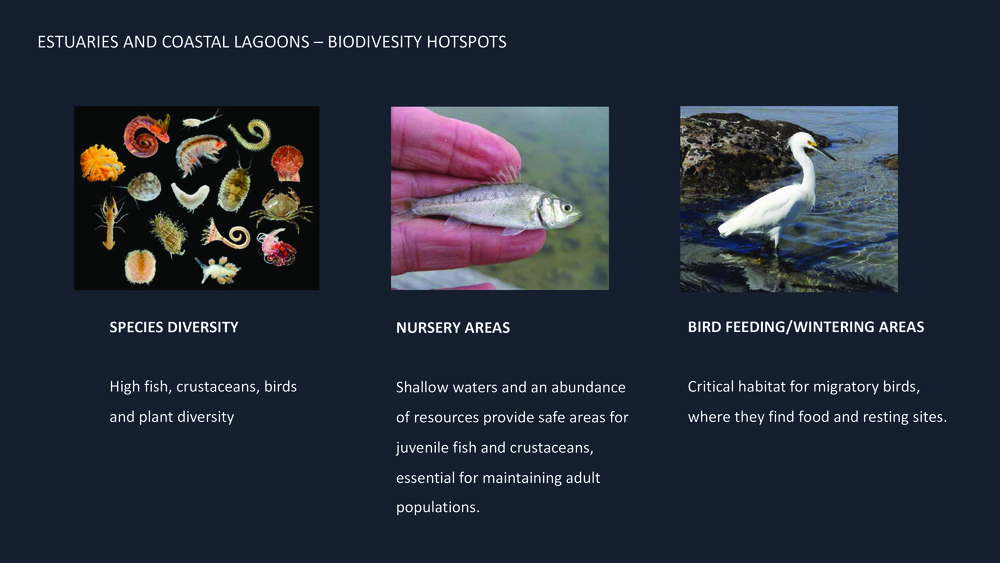 Fishes of the Portuguese Coast - English version _7