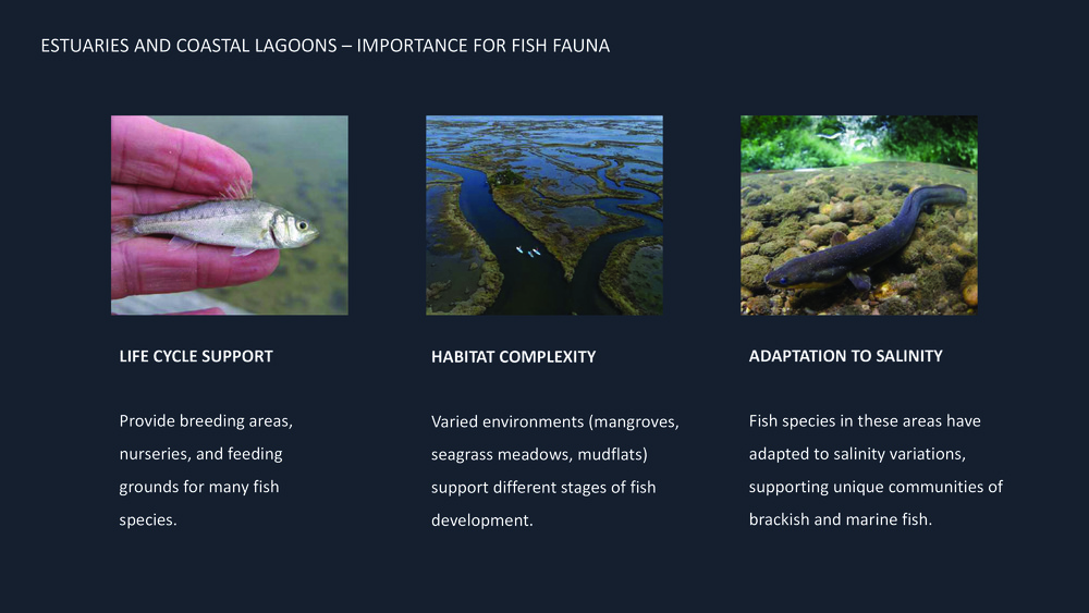 Fishes of the Portuguese Coast - English version _8