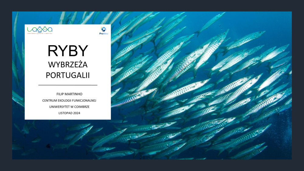 RYBY WYBRZEŻA  PORTUGALII_0