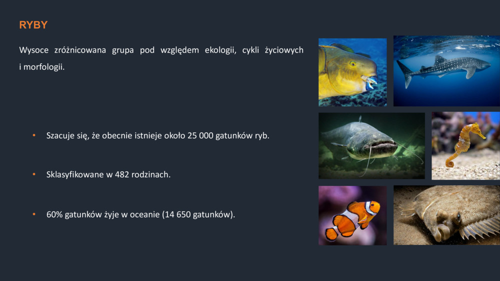 RYBY WYBRZEŻA  PORTUGALII_11