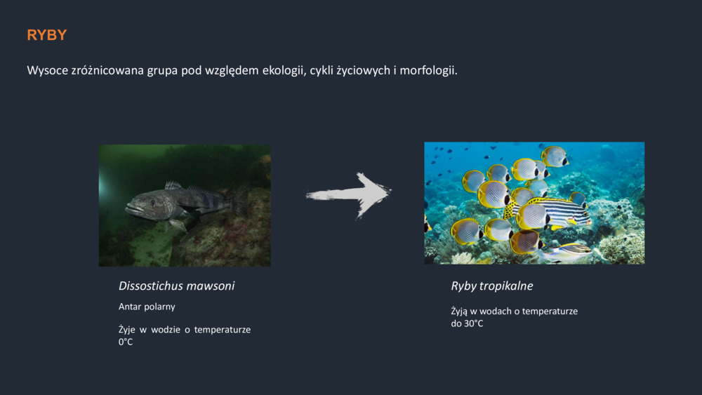 RYBY WYBRZEŻA  PORTUGALII_13