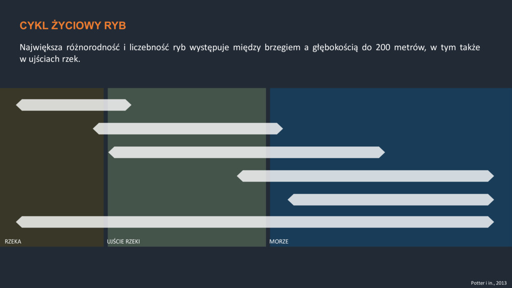 RYBY WYBRZEŻA  PORTUGALII_14
