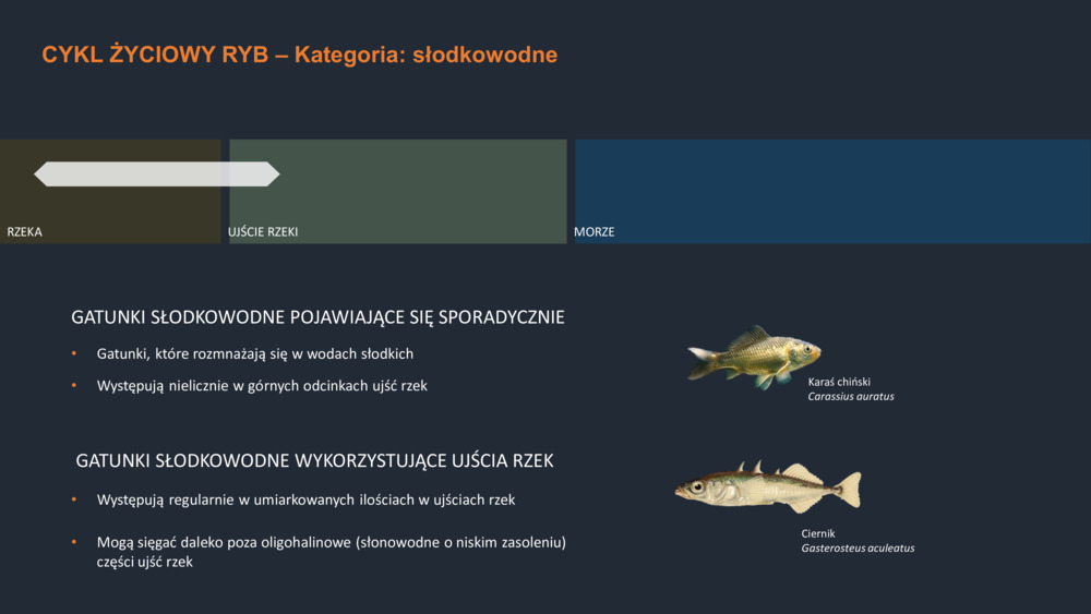 RYBY WYBRZEŻA  PORTUGALII_15