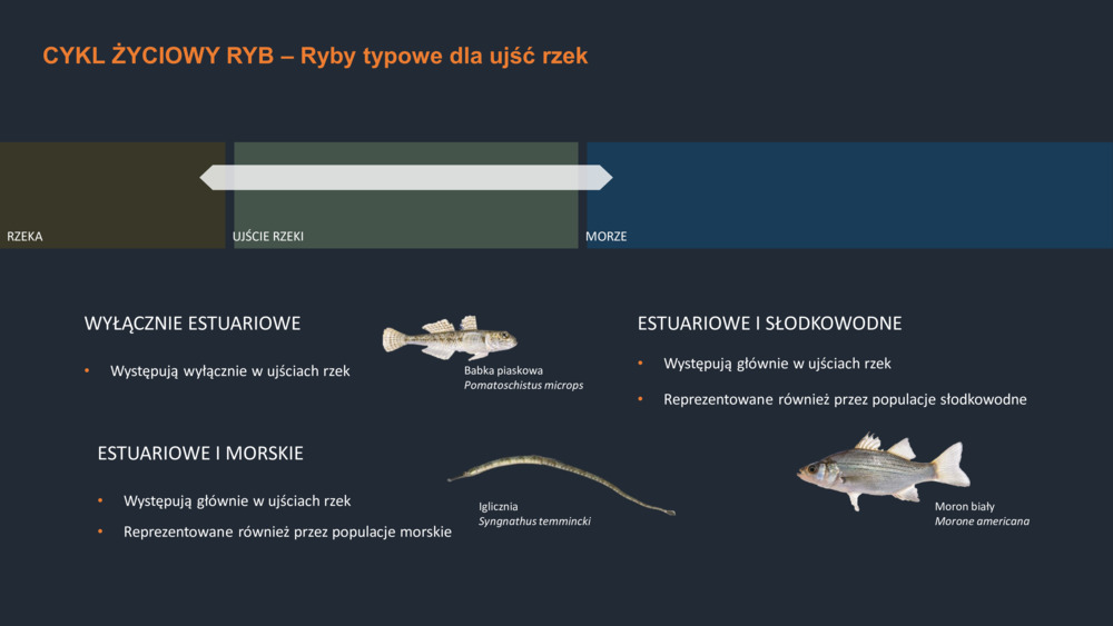 RYBY WYBRZEŻA  PORTUGALII_17