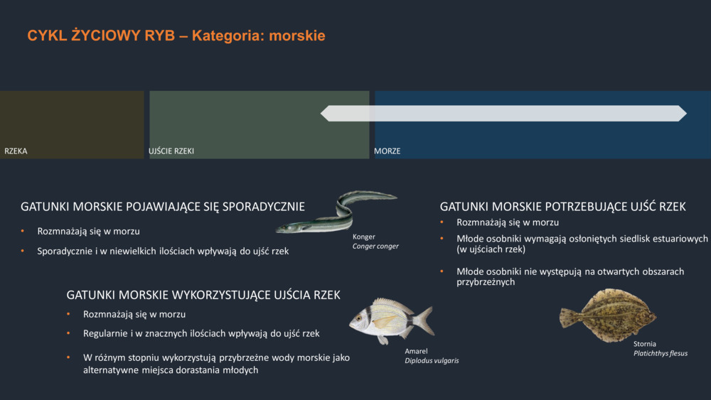 RYBY WYBRZEŻA  PORTUGALII_18