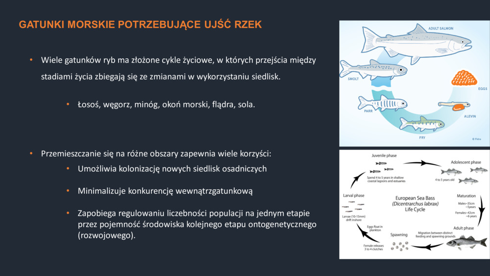 RYBY WYBRZEŻA  PORTUGALII_21
