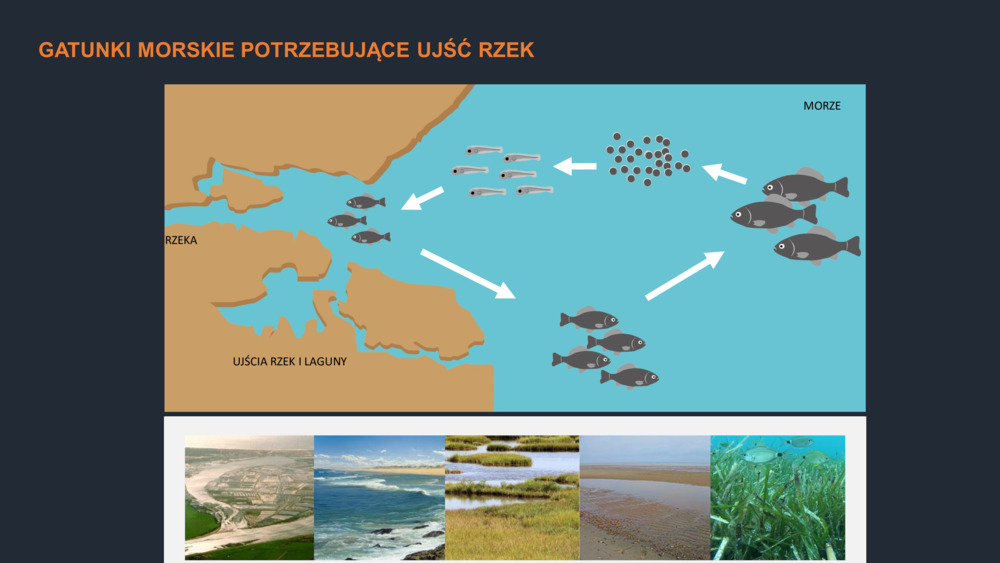 RYBY WYBRZEŻA  PORTUGALII_22