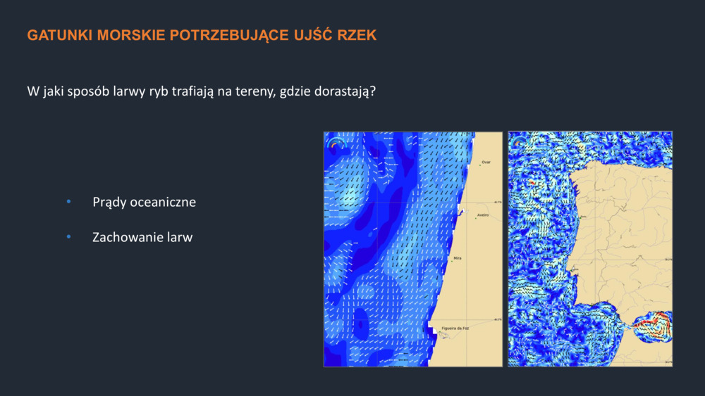 RYBY WYBRZEŻA  PORTUGALII_23