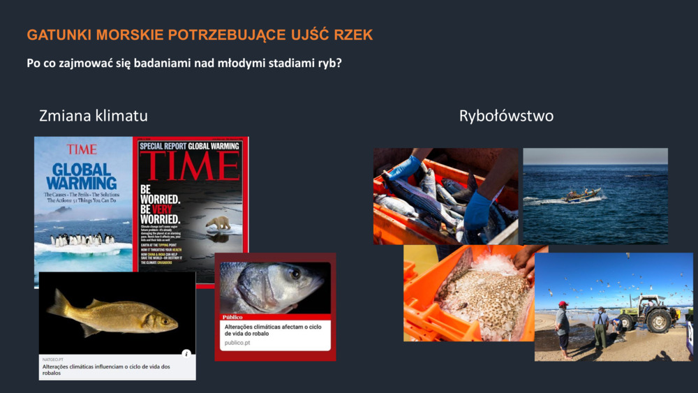 RYBY WYBRZEŻA  PORTUGALII_25