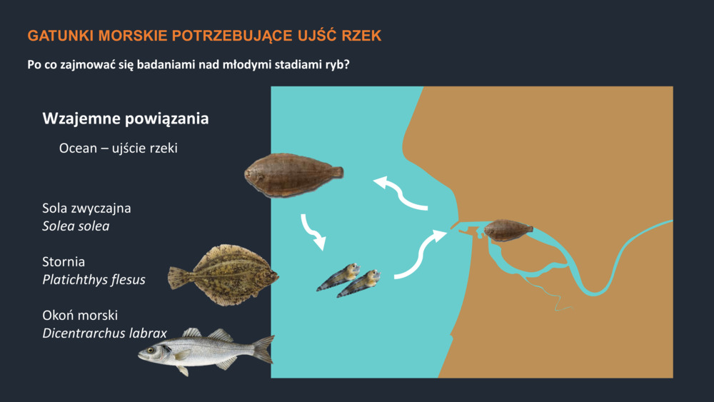 RYBY WYBRZEŻA  PORTUGALII_26
