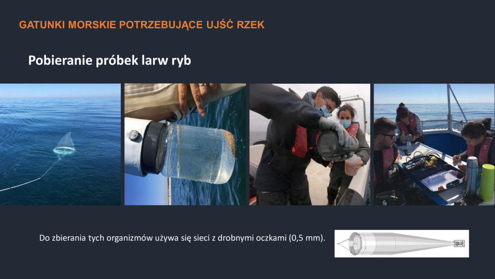RYBY WYBRZEŻA  PORTUGALII_27