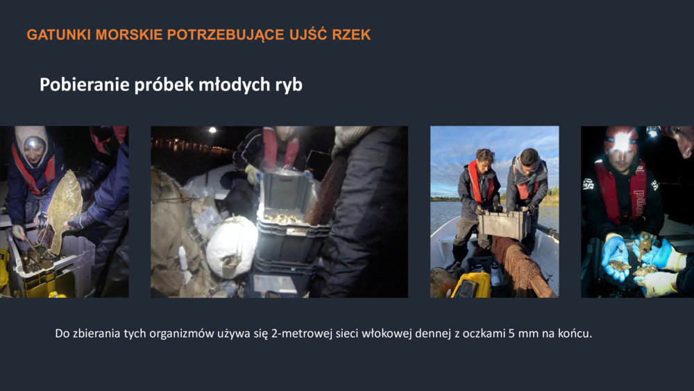 RYBY WYBRZEŻA  PORTUGALII_28