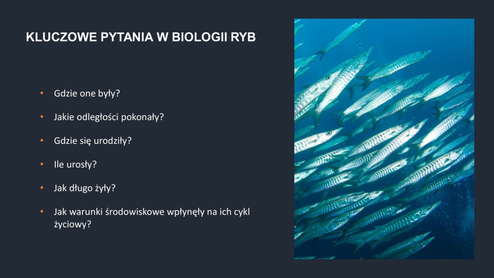 RYBY WYBRZEŻA  PORTUGALII_31