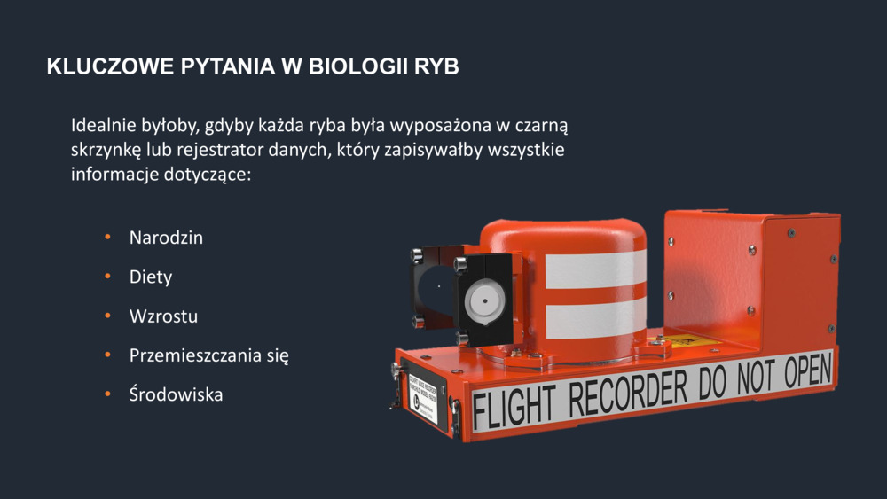 RYBY WYBRZEŻA  PORTUGALII_32
