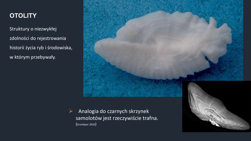 RYBY WYBRZEŻA  PORTUGALII_33