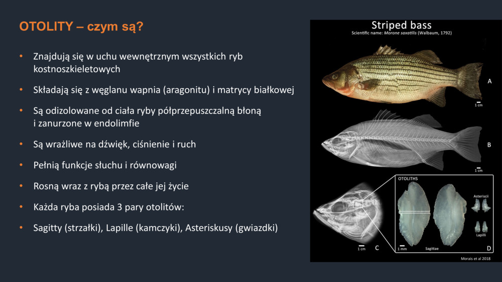 RYBY WYBRZEŻA  PORTUGALII_34