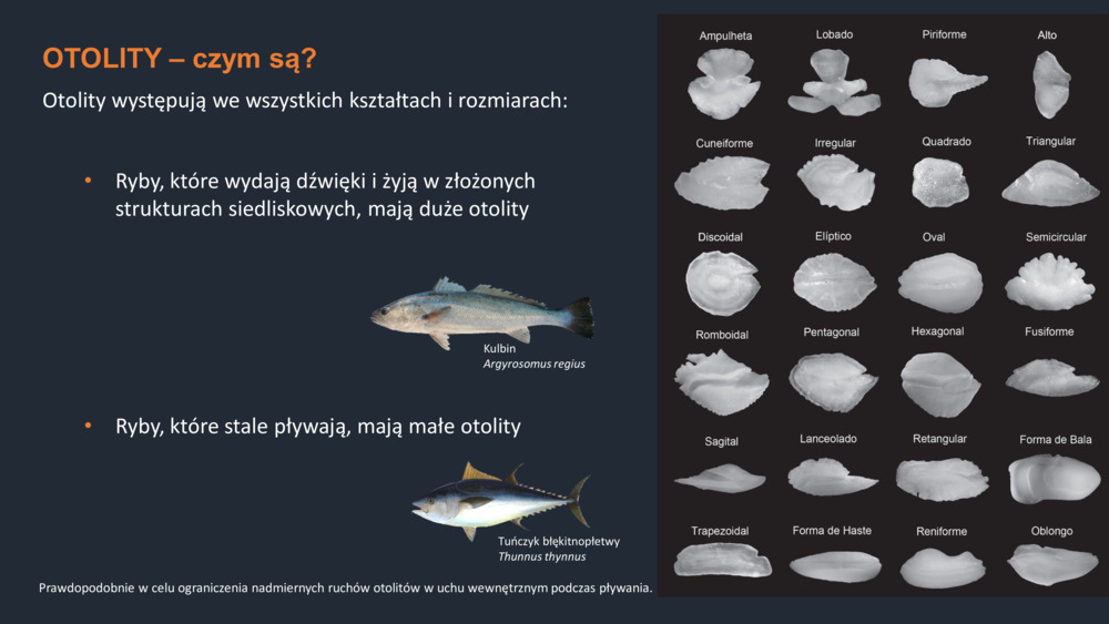 RYBY WYBRZEŻA  PORTUGALII_35