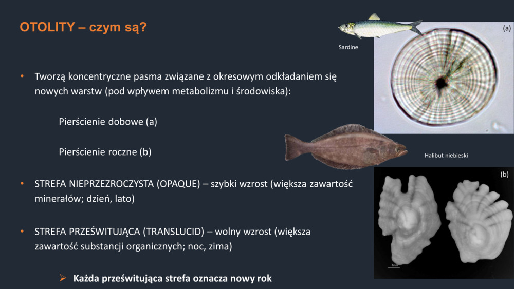 RYBY WYBRZEŻA  PORTUGALII_36